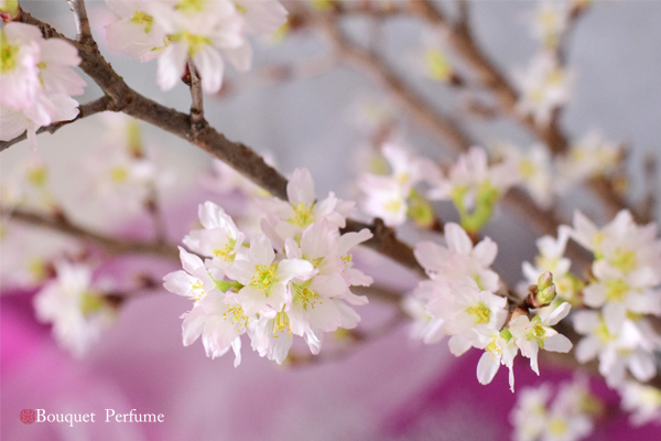お花 桜 桜の種類 出回り時期 水あげ方法 花言葉 桜のフラワーアレンジメントの作り方 フラワーアレンジメント教室 横浜