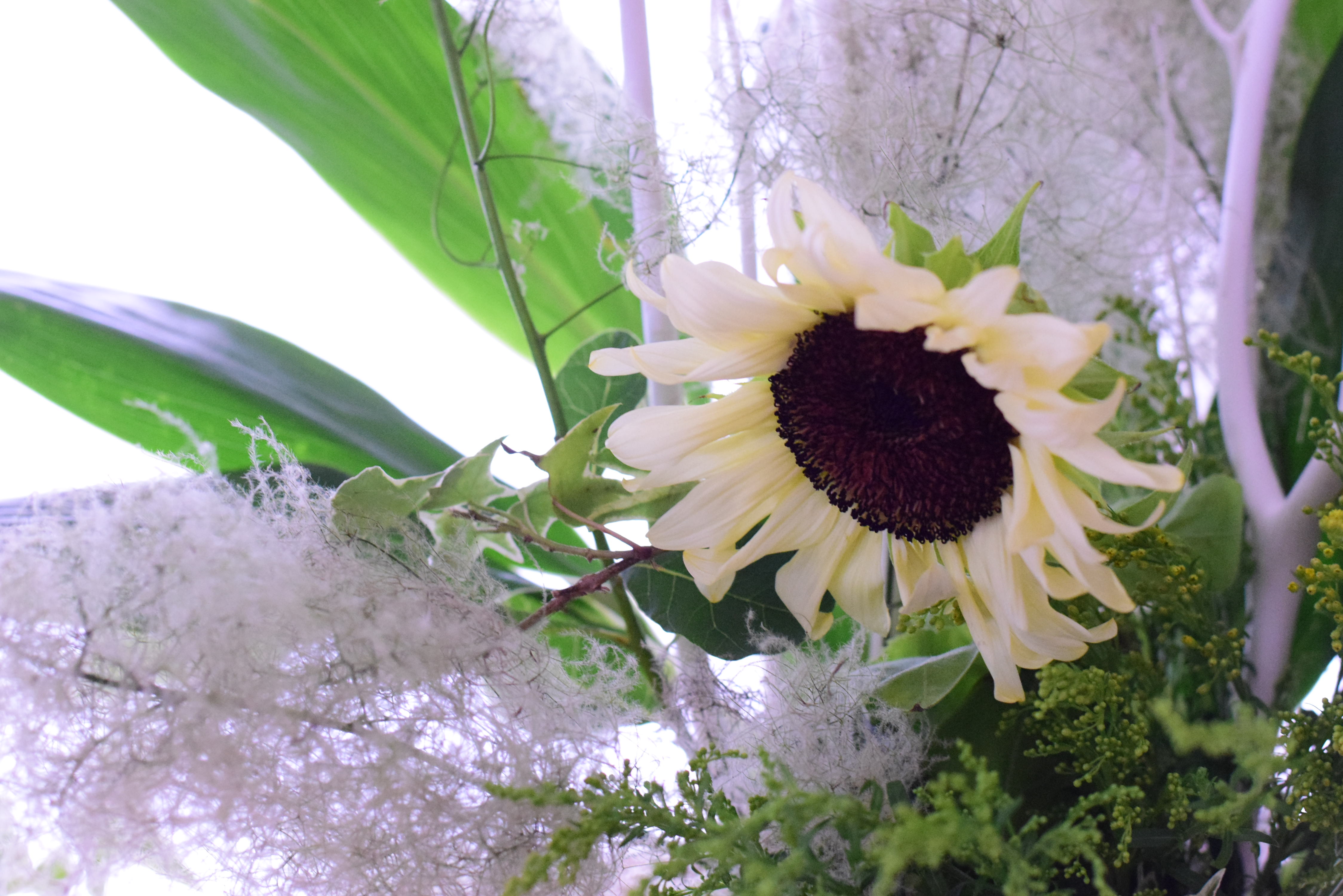 白いひまわりの花 ホワイトナイト を花瓶に投げ入れしてみました フラワーアレンジメント教室 横浜 神奈川