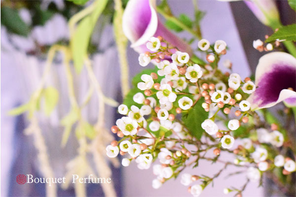 花 切り花 ワックスフラワーは花持ち良い小さい小花 アレンジメントにおすすめの切り花 フラワーアレンジメント教室 横浜