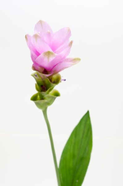 お花 ピンク 夏に人気のピンク色のお花 クルクマ パイナップルリリー セルリアなど３種類の花とは フラワーアレンジメント教室 横浜