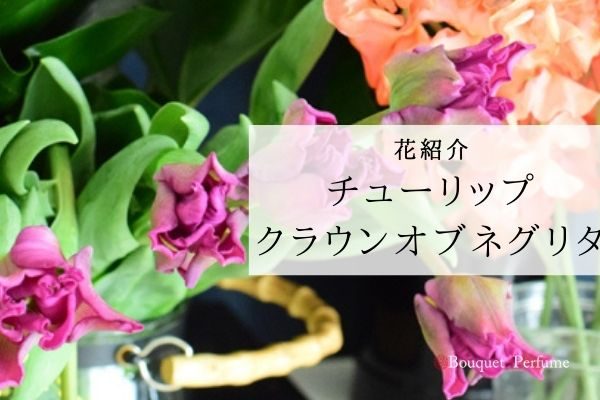 お花 チューリップ クラウン咲きの紫色のチューリップ クラウンオブネグリタの花紹介 フラワーアレンジメント教室 横浜