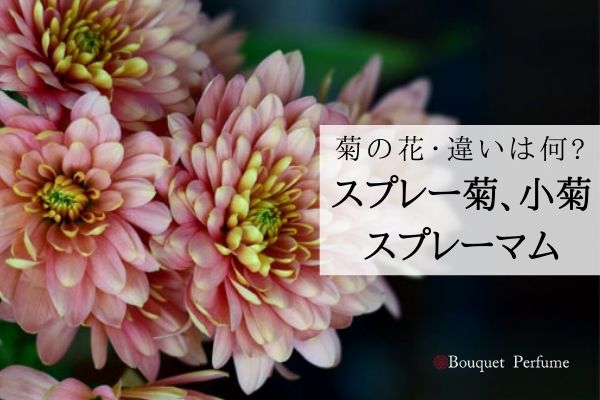 お花 菊 菊の種類何が違うの スプ 菊 スプレーマム 小菊とはどんな花 フラワーアレンジメント教室 横浜