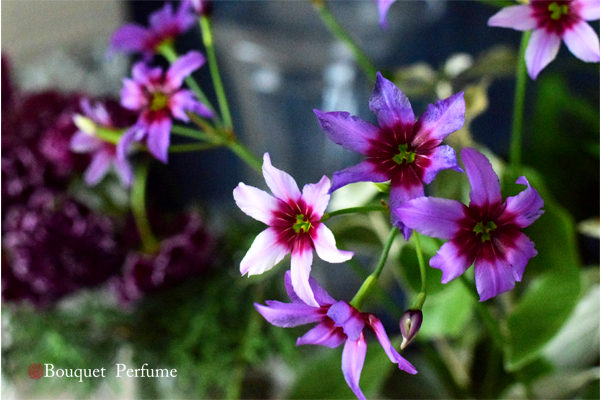 春の花 10選 香りのよい春の花10種類と 春のフラワーアレンジメント作品集 フラワーアレンジメント教室 横浜