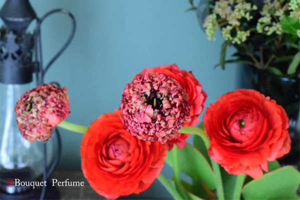 ラナンキュラス 赤 複色がお洒落なモロッコシリーズ 赤 黒のラナンキュラス シャウエン の花 フラワーアレンジメント教室 横浜