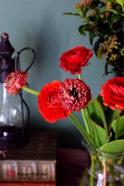ラナンキュラス 赤 複色がお洒落なモロッコシリーズ 赤 黒のラナンキュラス シャウエン の花 フラワーアレンジメント教室 横浜