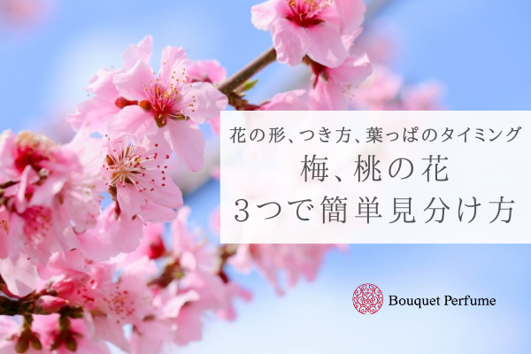 梅 桃 見分け方 もう迷わない 花 葉 開花時期の違いで梅と桃の見分け方 フラワーアレンジメント教室 横浜