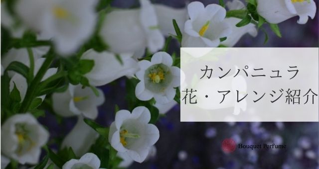 お花 カンパニュラ 初夏の白 紫 ピンクのお花 カンパニュラをご紹介 フラワーアレンジメント教室 横浜