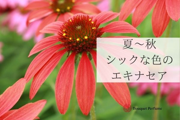 花 夏 エキナセアは夏 秋のフラワーアレンジメントの花 花言葉 出回り時期など基本情報とアレンジ実例 フラワーアレンジメント教室 横浜