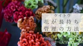 花 緑 夏の花 モルセラとは アレンジメントの作り方 扱い方 緑色の個性的な花の魅力とは フラワーアレンジメント教室 横浜 神奈川