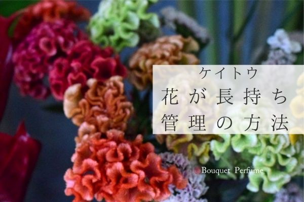 お花 ケイトウ 夏の暑さに花を長持ちさせる 切花のケイトウ ２つの管理方法とは フラワーアレンジメント教室 横浜