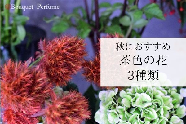 お花 茶色 秋におすすめの茶色い切花を3種類ご紹介 フラワーアレンジメント教室 横浜