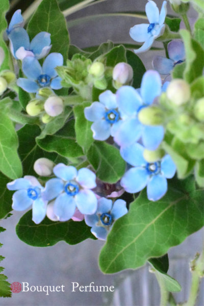 ブルースター 花 水色の花 ブルースターの花言葉 水あげ 出回り時期 花持ちが良くなる使い方 フラワーアレンジメント教室 横浜 ブルースター 花 水色の花 ブルースターの花言葉 水あげ 出回り時期 花持ちが良くなる使い方 フラワーアレンジメント教室 横浜