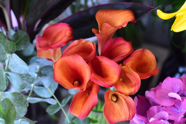 花 カラー オレンジ色のキャプテンオデオンの花とアレンジメント作品のご紹介 フラワーアレンジメント教室 横浜